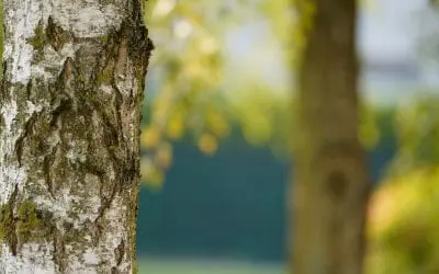 Tree Care and Maintenance at Home
