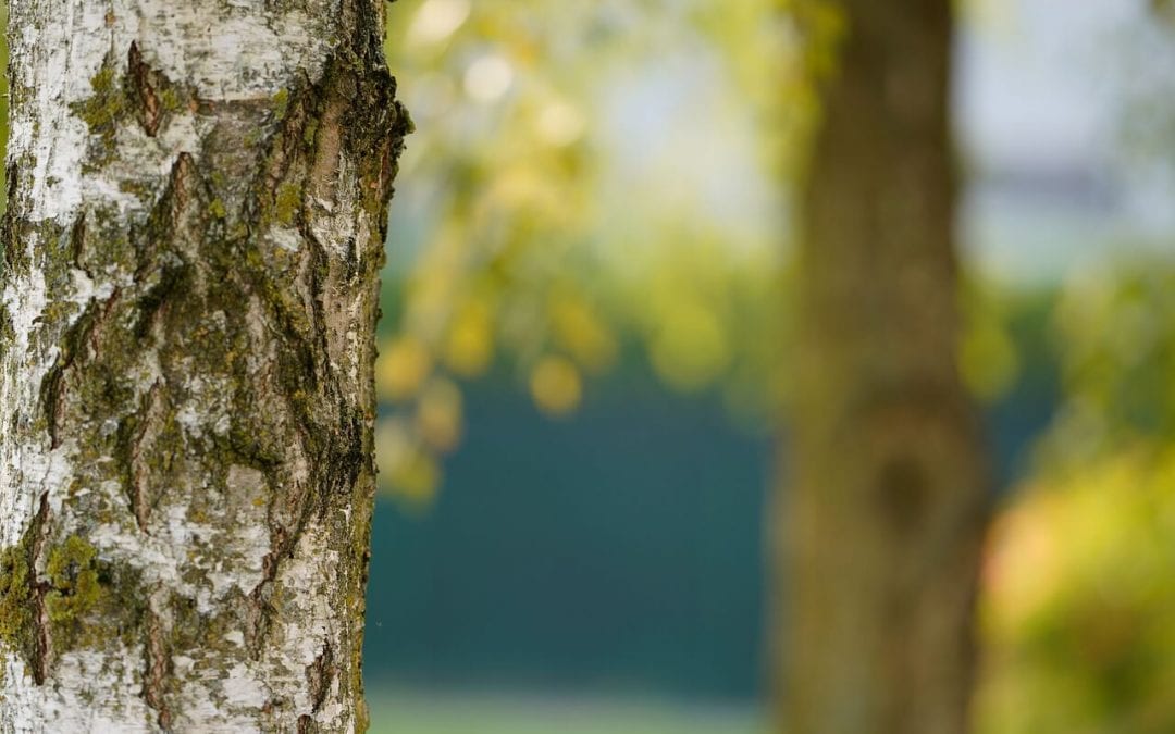 tree care and maintenance will help you keep your trees healthy and well