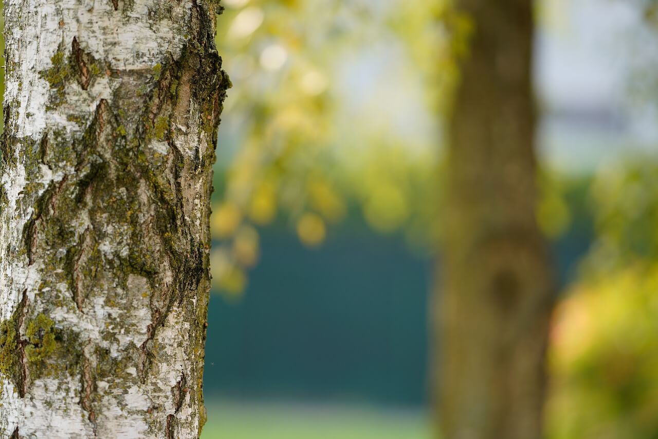 Tree Care and Maintenance at Home